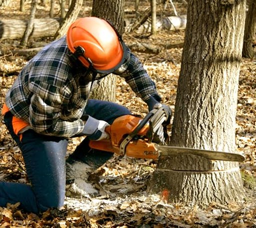 Tree Removal in Burns, KS